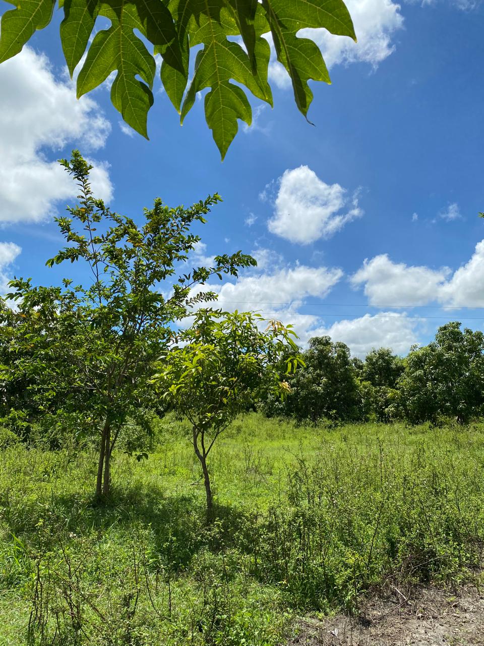Paisaje agrícola colombiano al amanecer